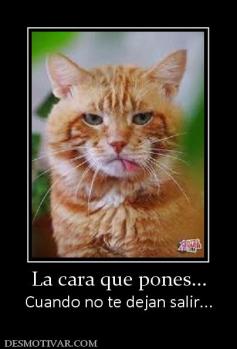 La cara que pones... Cuando no te dejan salir...
