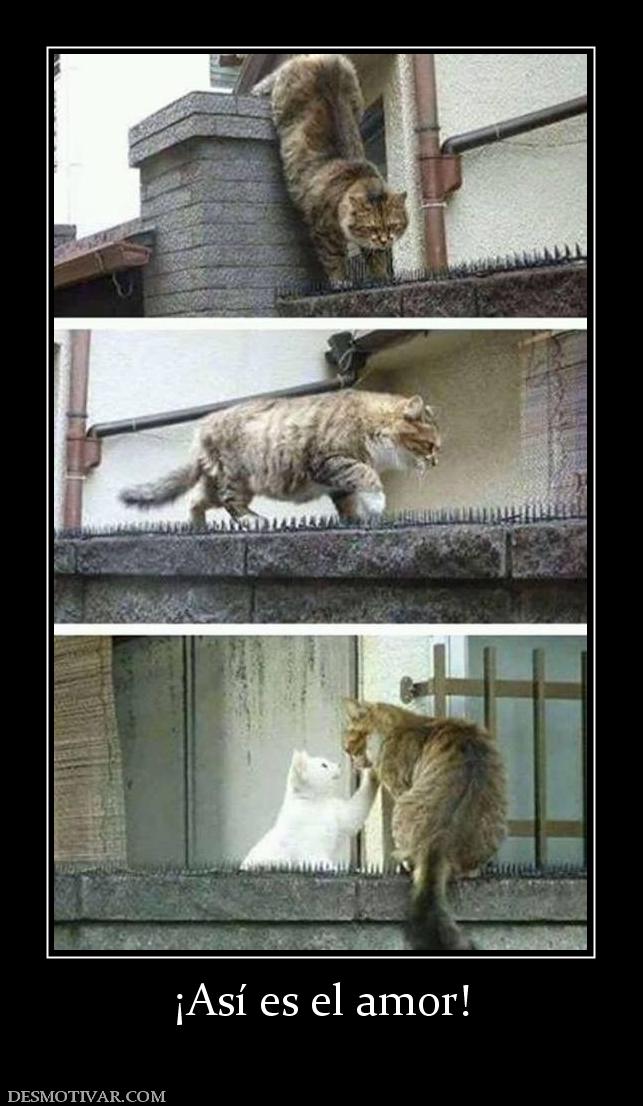 ¡Así es el amor!