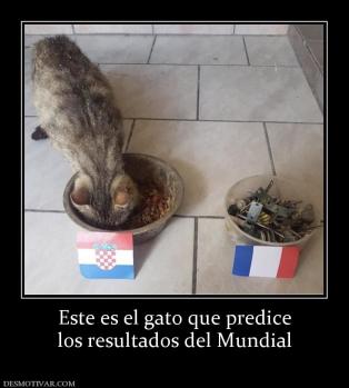 Este es el gato que predice los resultados del Mundial
