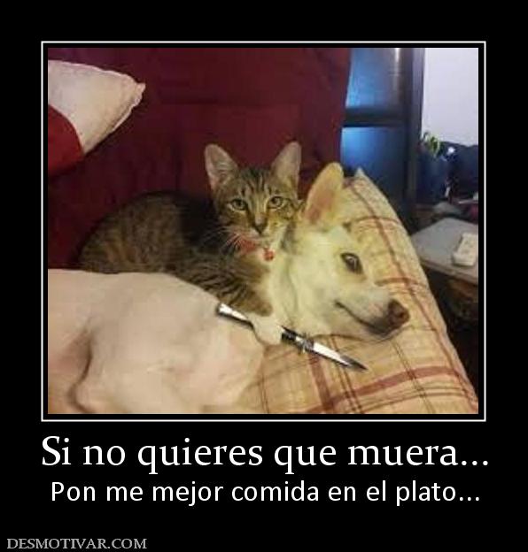 Si no quieres que muera... Pon me mejor comida en el plato...