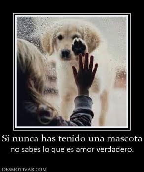 Si nunca has tenido una mascota no sabes lo que es amor verdadero.