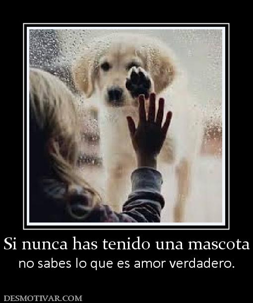 Si nunca has tenido una mascota no sabes lo que es amor verdadero.
