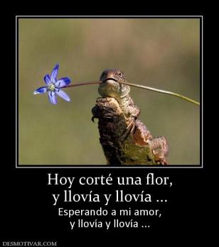 Hoy corté una flor, y llovía y llovía ... Esperando a mi amor, y llovía y llovía ...