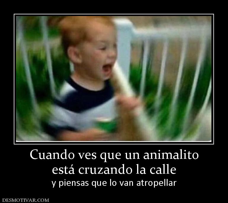 Cuando ves que un animalito está cruzando la calle y piensas que lo van atropellar