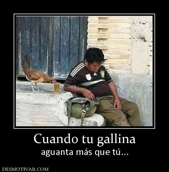 Cuando tu gallina aguanta más que tú...