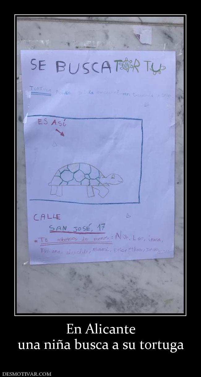 En Alicante una niña busca a su tortuga