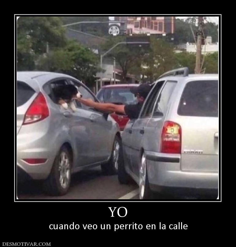 YO cuando veo un perrito en la calle