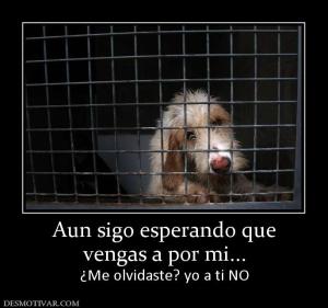 Aun sigo esperando que vengas a por mi... ¿Me olvidaste? yo a ti NO