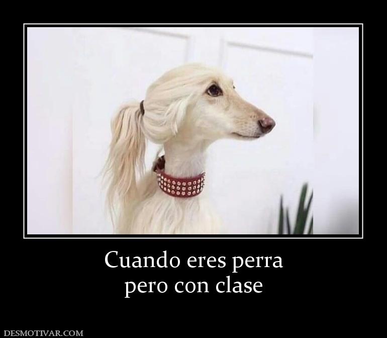 Cuando eres perra pero con clase