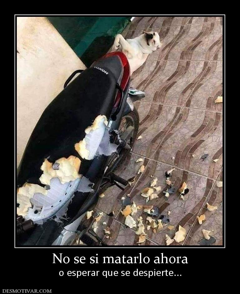 No se si matarlo ahora o esperar que se despierte...