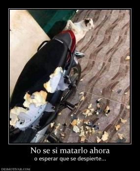 No se si matarlo ahora o esperar que se despierte...