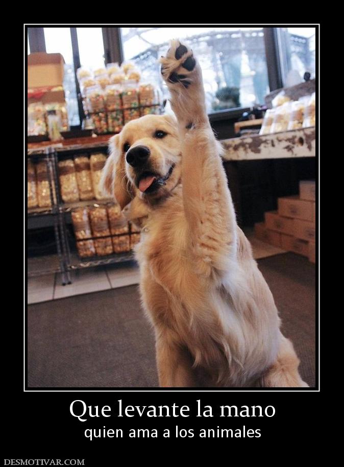Que levante la mano quien ama a los animales