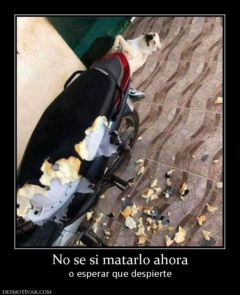 No se si matarlo ahora o esperar que despierte