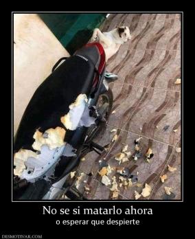 No se si matarlo ahora o esperar que despierte