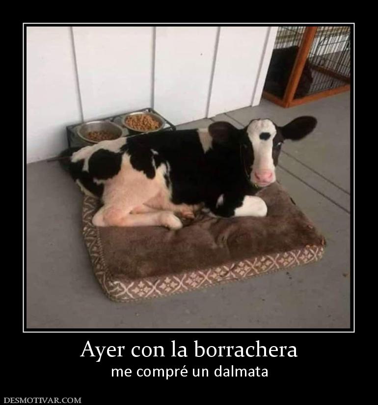 Ayer con la borrachera me compré un dalmata