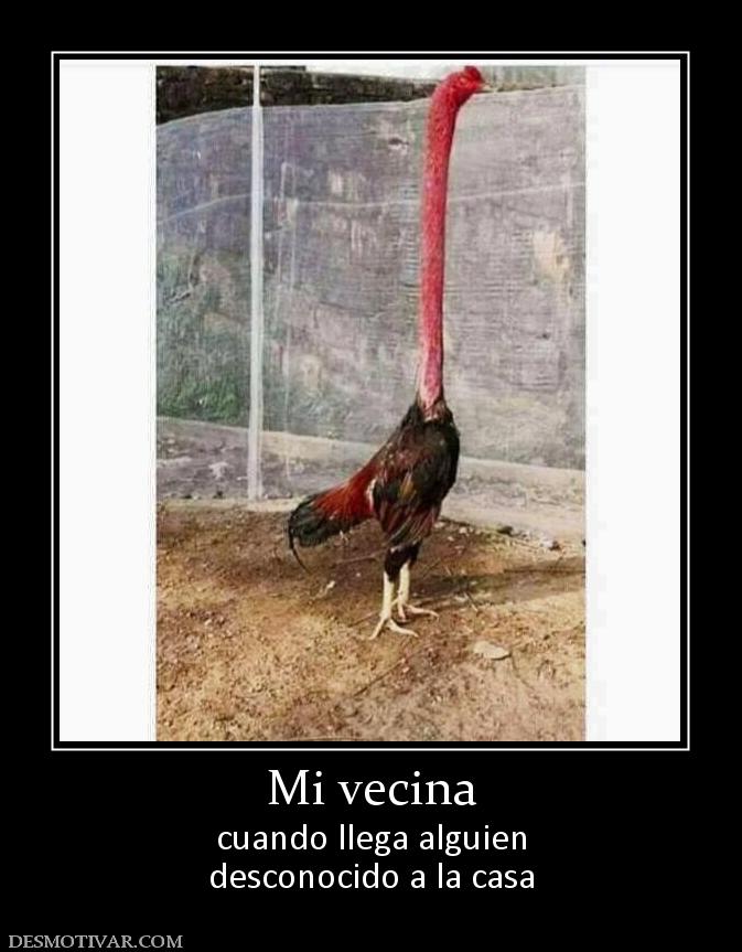 Mi vecina cuando llega alguien desconocido a la casa