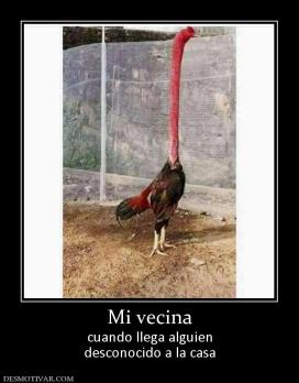 Mi vecina cuando llega alguien desconocido a la casa