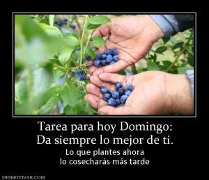 Tarea para hoy Domingo: Da siempre lo mejor de ti. Lo que plantes ahora lo cosecharás más tarde