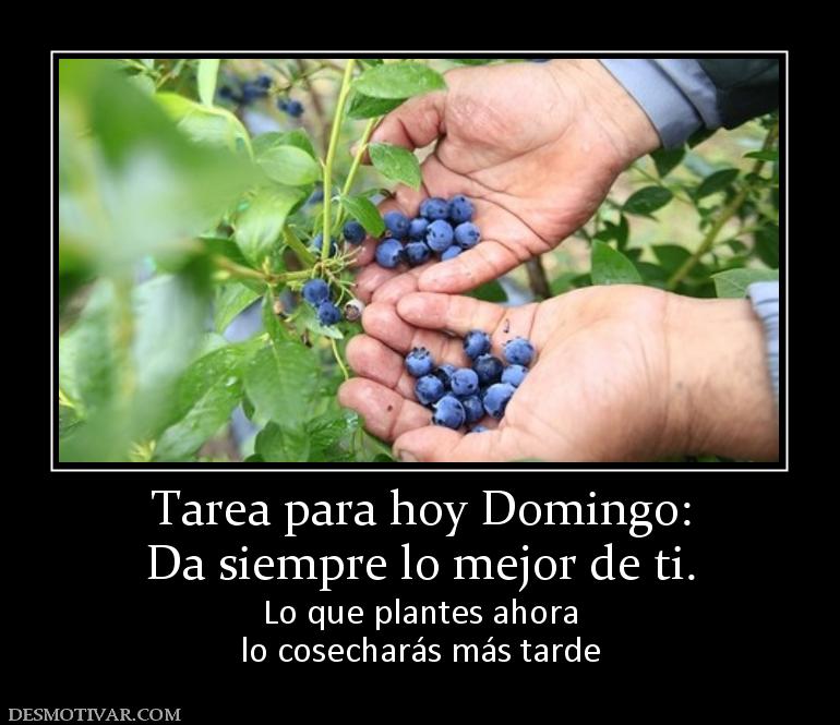 Tarea para hoy Domingo: Da siempre lo mejor de ti. Lo que plantes ahora lo cosecharás más tarde