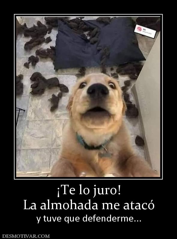 ¡Te lo juro! La almohada me atacó y tuve que defenderme...