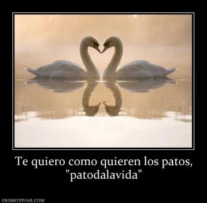 Te quiero como quieren los patos,