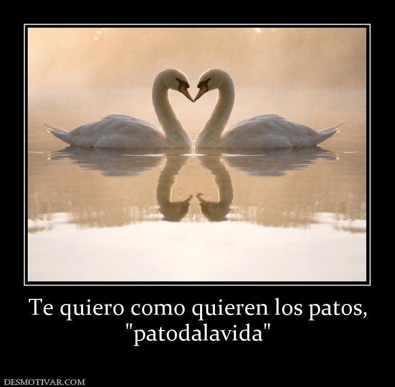 Te quiero como quieren los patos,