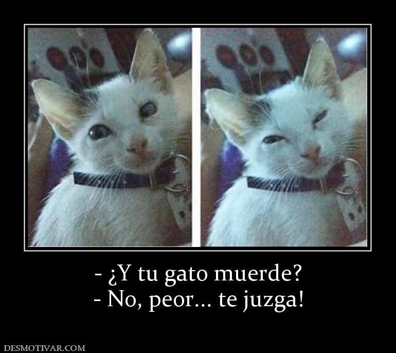 - ¿Y tu gato muerde? - No, peor... te juzga!