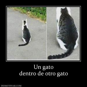 Un gato dentro de otro gato