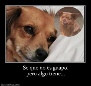 Sé que no es guapo, pero algo tiene...