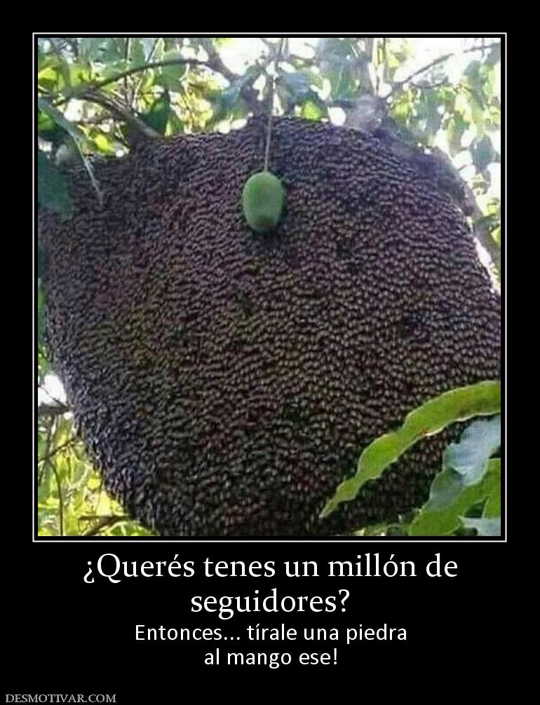 ¿Querés tenes un millón de seguidores? Entonces... tírale una piedra al mango ese!