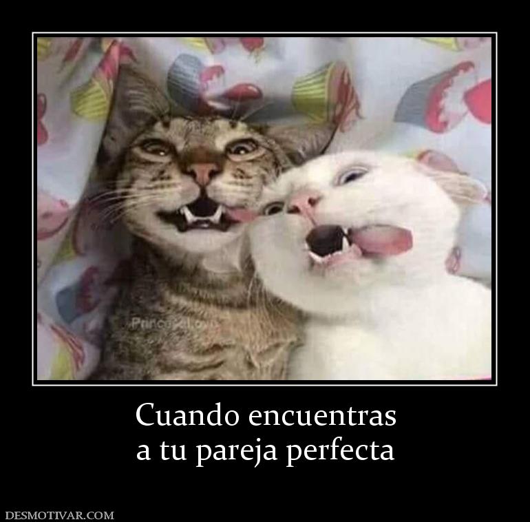 Cuando encuentras a tu pareja perfecta