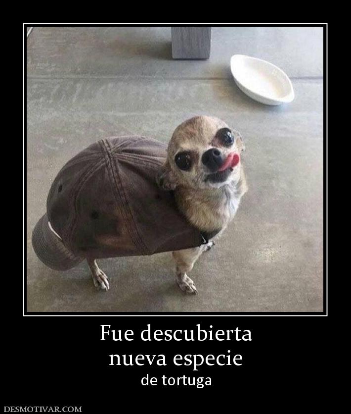 Fue descubierta nueva especie de tortuga