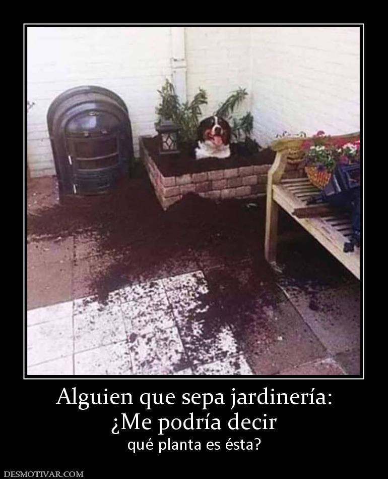 Alguien que sepa jardinería: ¿Me podría decir  qué planta es ésta?