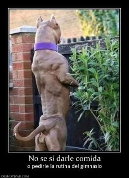 No se si darle comida o pedirle la rutina del gimnasio