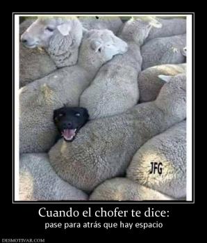 Cuando el chofer te dice: pase para atrás que hay espacio