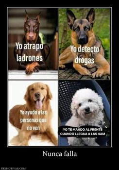 Nunca falla