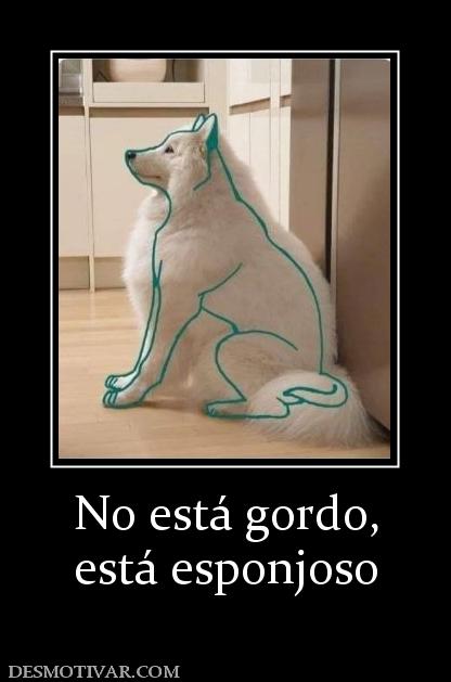 No está gordo, está esponjoso