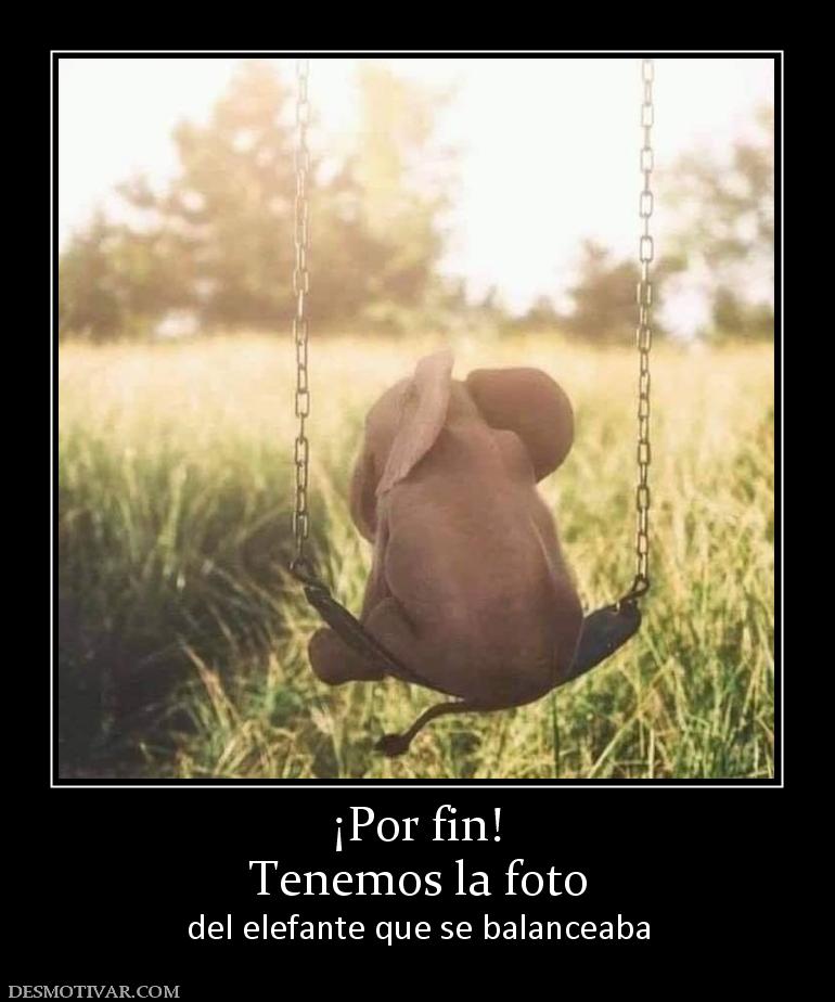 ¡Por fin! Tenemos la foto del elefante que se balanceaba