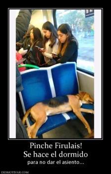 Pinche Firulais! Se hace el dormido para no dar el asiento...