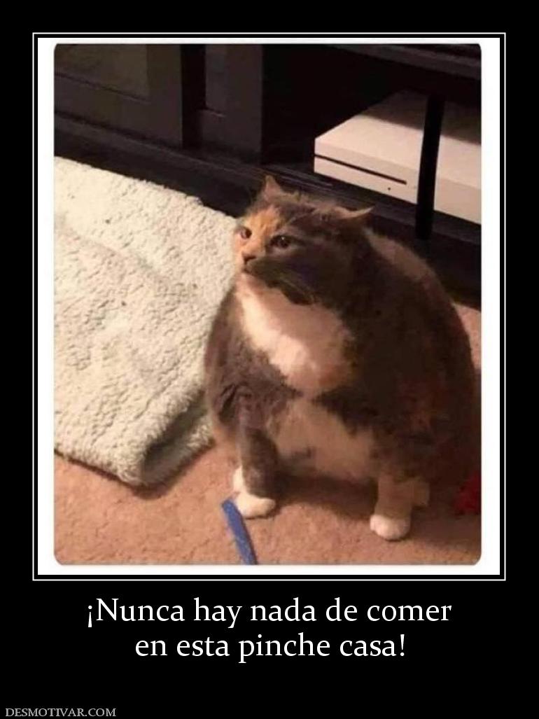 ¡Nunca hay nada de comer en esta pinche casa!