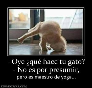 - Oye ¿qué hace tu gato? - No es por presumir,  pero es maestro de yoga...