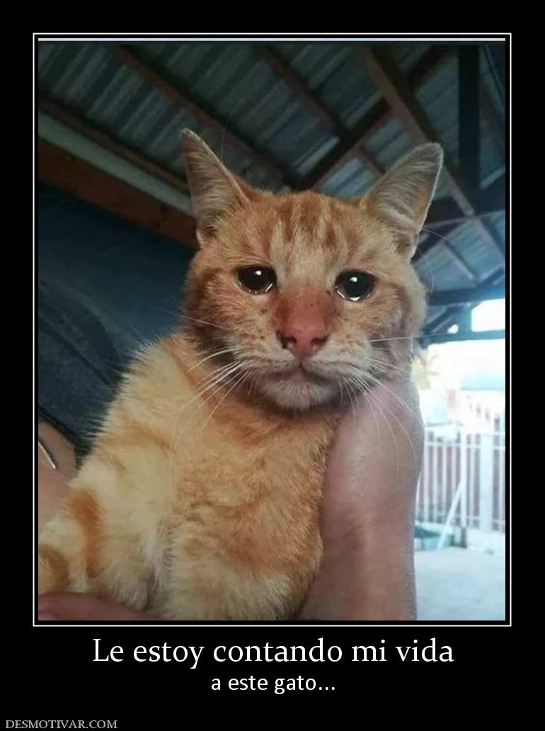 Le estoy contando mi vida a este gato...