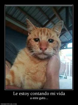 Le estoy contando mi vida a este gato...