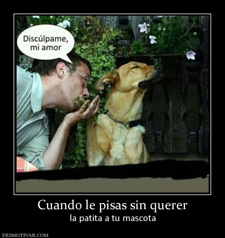 Cuando le pisas sin querer la patita a tu mascota