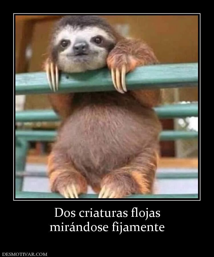 Dos criaturas flojas mirándose fijamente