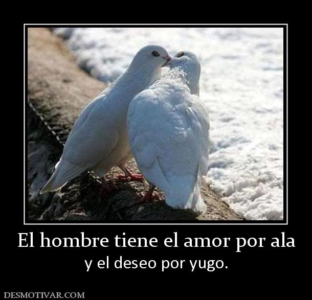 El hombre tiene el amor por ala y el deseo por yugo.