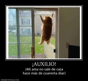 ¡AUXILIO! ¡Mi ama no sale de casa hace más de cuarenta días!