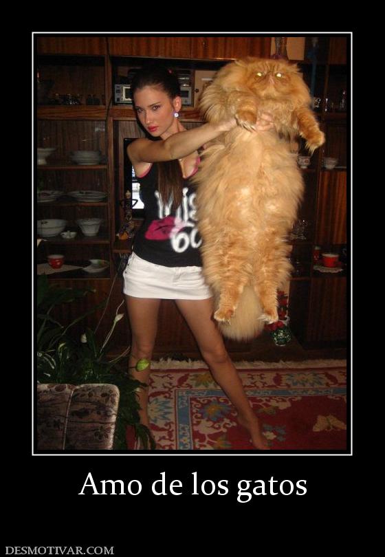 Amo de los gatos