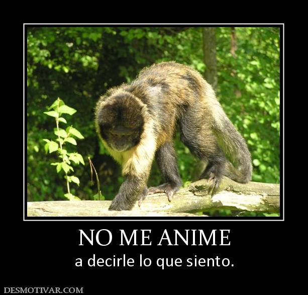 NO ME ANIME a decirle lo que siento.