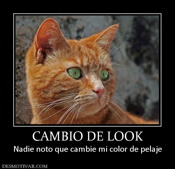 CAMBIO DE LOOK Nadie noto que cambie mi color de pelaje